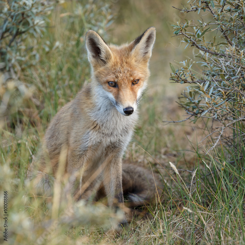Red fox cub  © Menno Schaefer