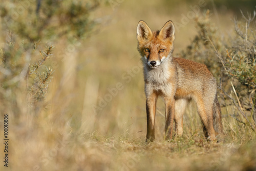 Red fox cub 