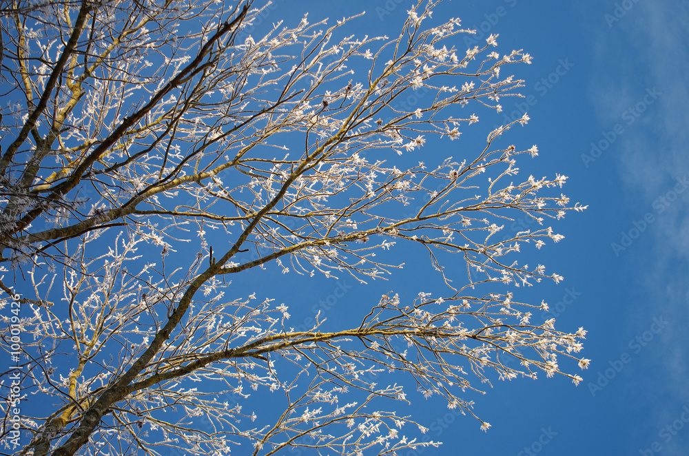 Frosty branches of the tree on the background of the blue sky
