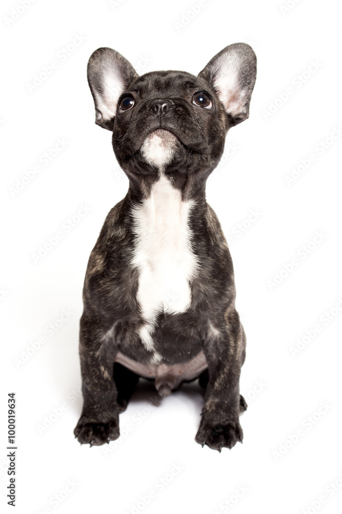 Französische Bulldogge sitzt und guckt aufmerksam nach oben