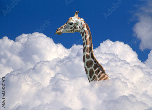 giraffe above clouds