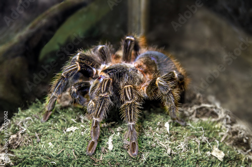 exotic animal spider theraphosa blondi
