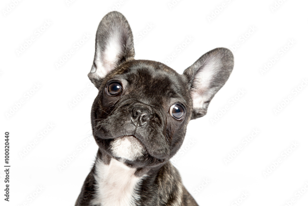 Kopfportrait einer Französische Bulldogge die zum Betrachter gu