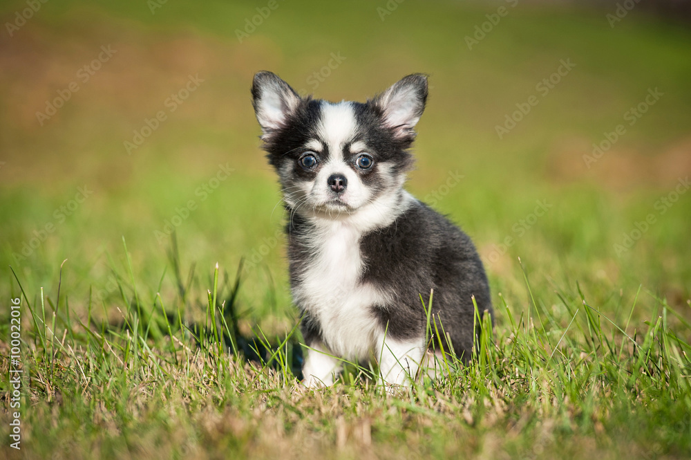 Chihuahua puppy sitting on the lawn in summer