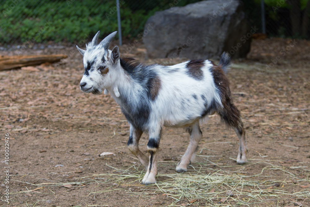 Obraz premium Young goat: white, black and brown