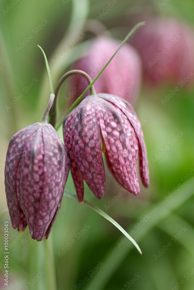 Fritillaria Meleagris in the garden Fritillaria Meleagris in the garden