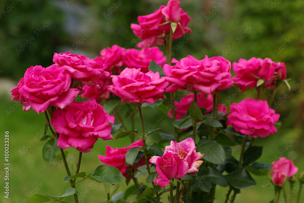 Rose in the garden