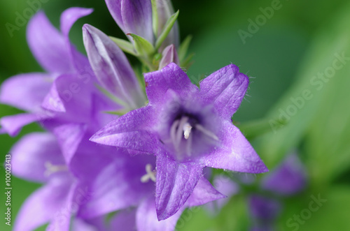 Purple campanula flowers in the garden