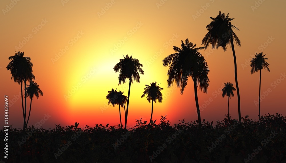 Tropical sunset, palm tree in the sun, tropical island Tropical sunset, palm tree in the sun, tropical island