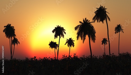Tropical sunset, palm tree in the sun, tropical island