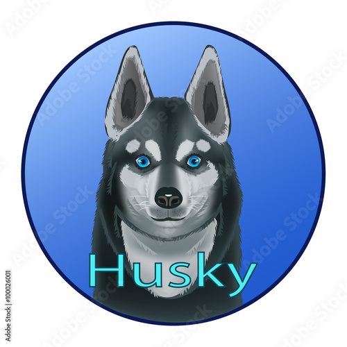 Eyes sky dog Husky/ Dog Husky live where ice and snow, the difference between them blue eyes, they are hardy and loyal dogs