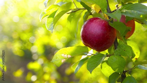 Red apples ​on a tree
