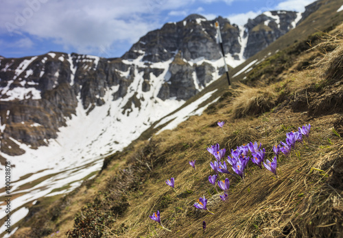 Crocus flowers and mountain landscape
