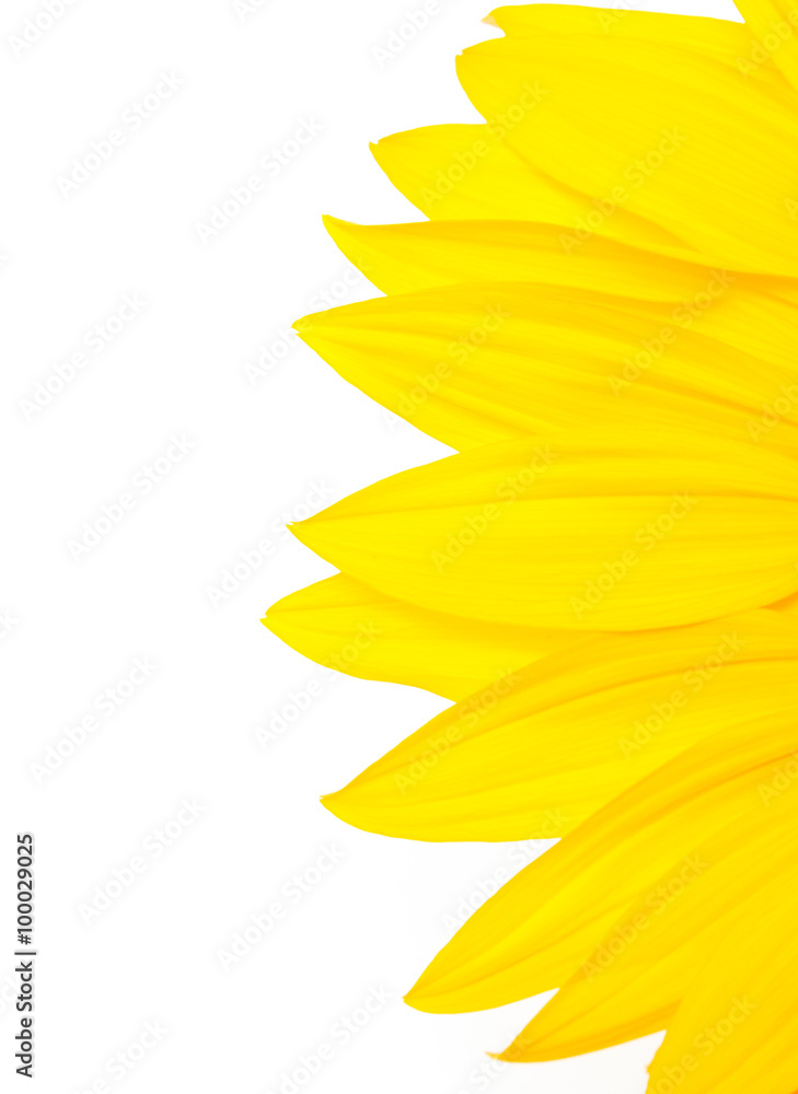 isolierte Sonnenblume isolierte Sonnenblume