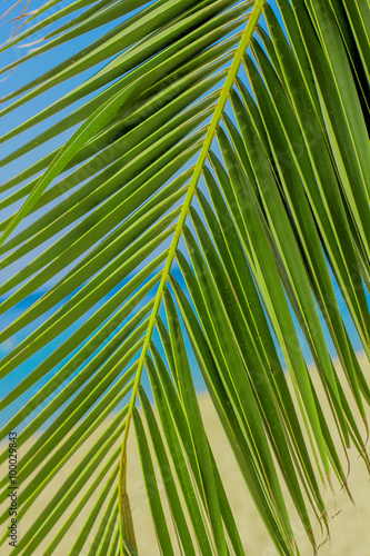 Green Palm Tree Branches