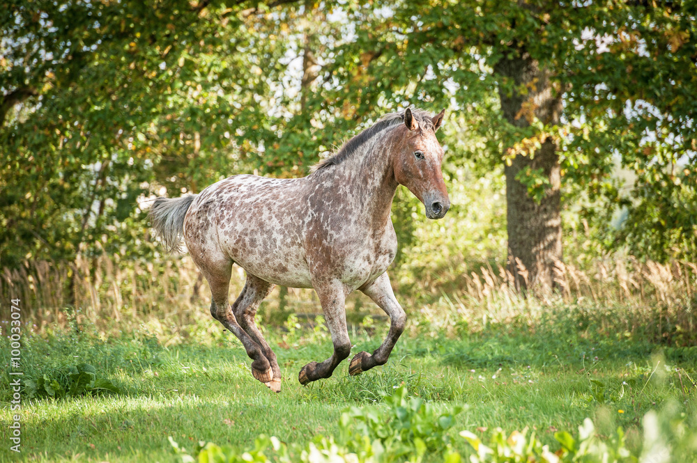 Obraz premium Appaloosa horse running on the field in summer