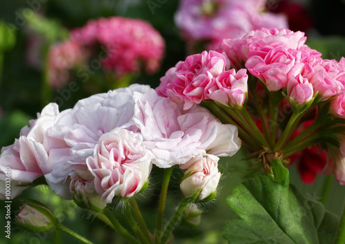 Fototapeta Naklejka Na Ścianę i Meble -  Pelargonie / Geranie Millfiled Rose und Swanland Pink