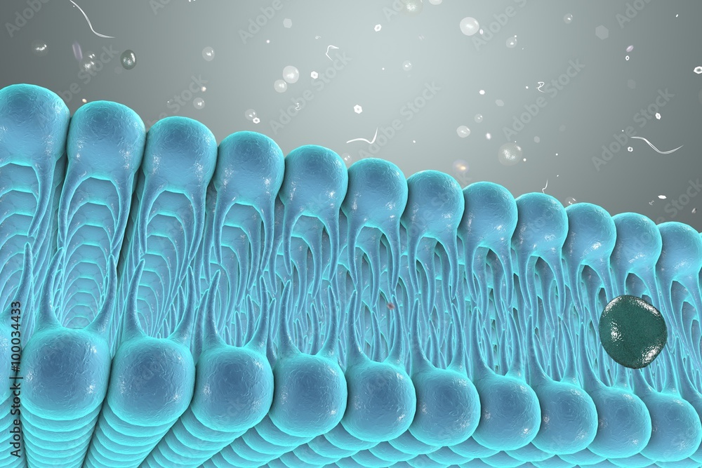 Cell membrane, lipid bilayer, digital illustration of a diffusion of ...