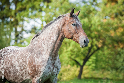 Fototapeta Naklejka Na Ścianę i Meble -  Portrait of beautiful appaloosa horse in summer
