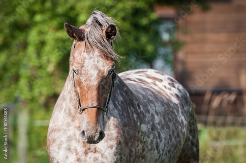 Portrait of beautiful appaloosa horse in summer © Rita Kochmarjova