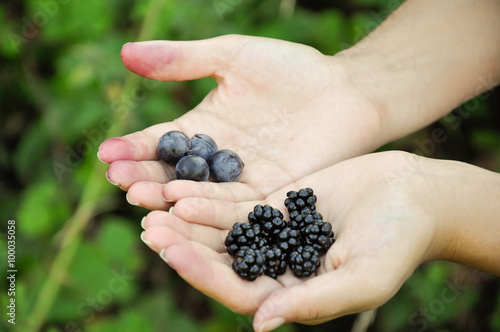 wild berries 