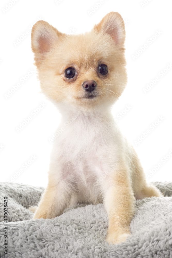 Pomeranian ala Little Bear Hair Cut