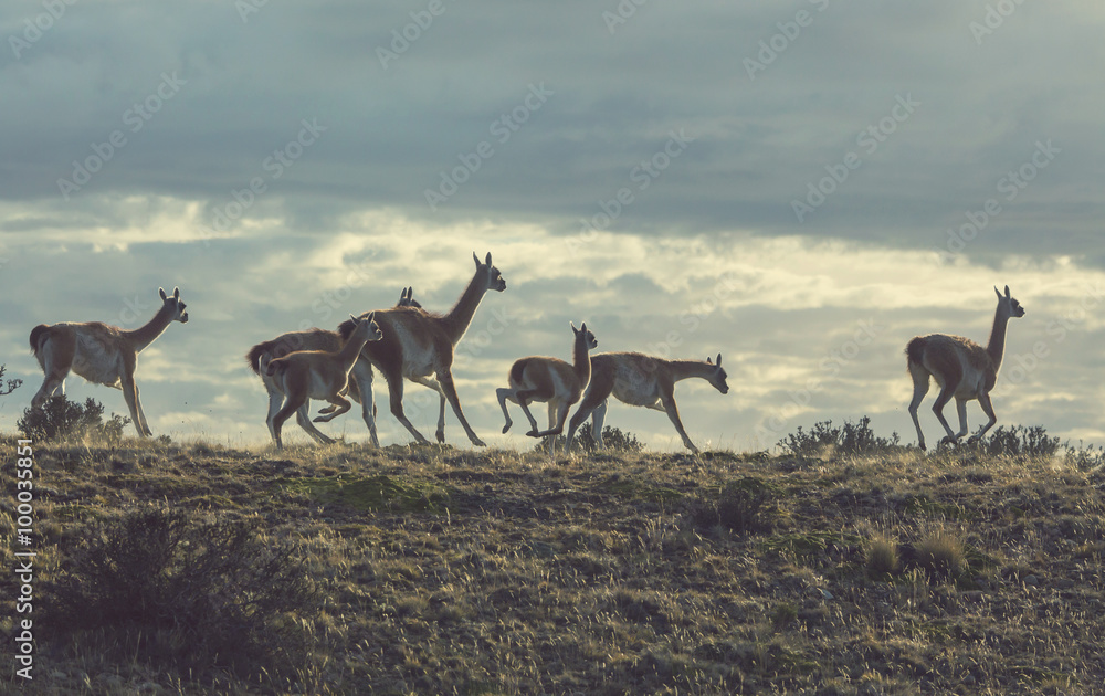 Guanaco Guanaco
