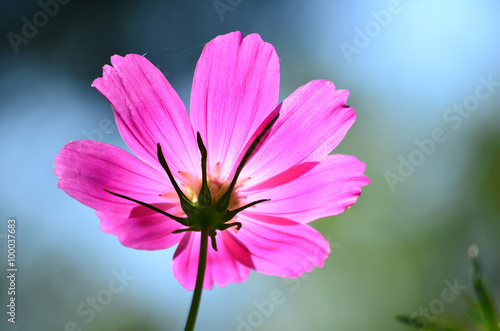 beautiful pink cosmos flowers on a sky background - close up