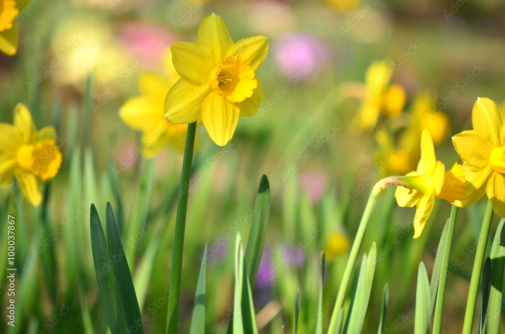 yellow blooming  narcissus flowers in a spring garden