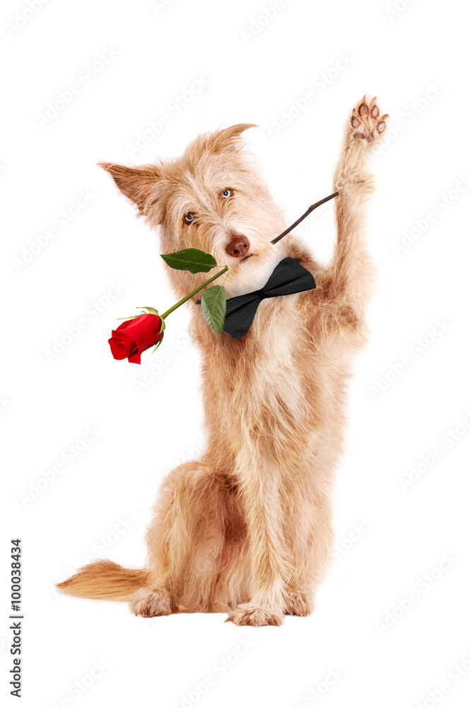 Obraz na płótnie Hund mit roter Rose w salonie