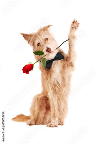 Hund mit roter Rose
