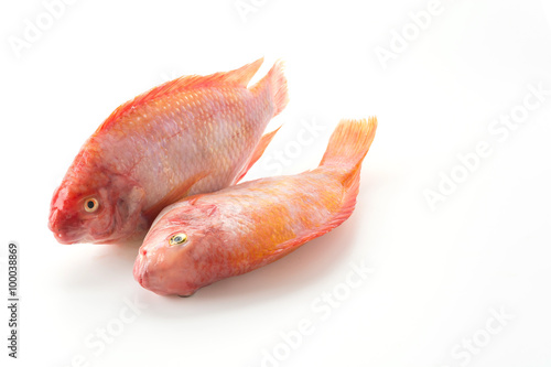 Red Tilapia