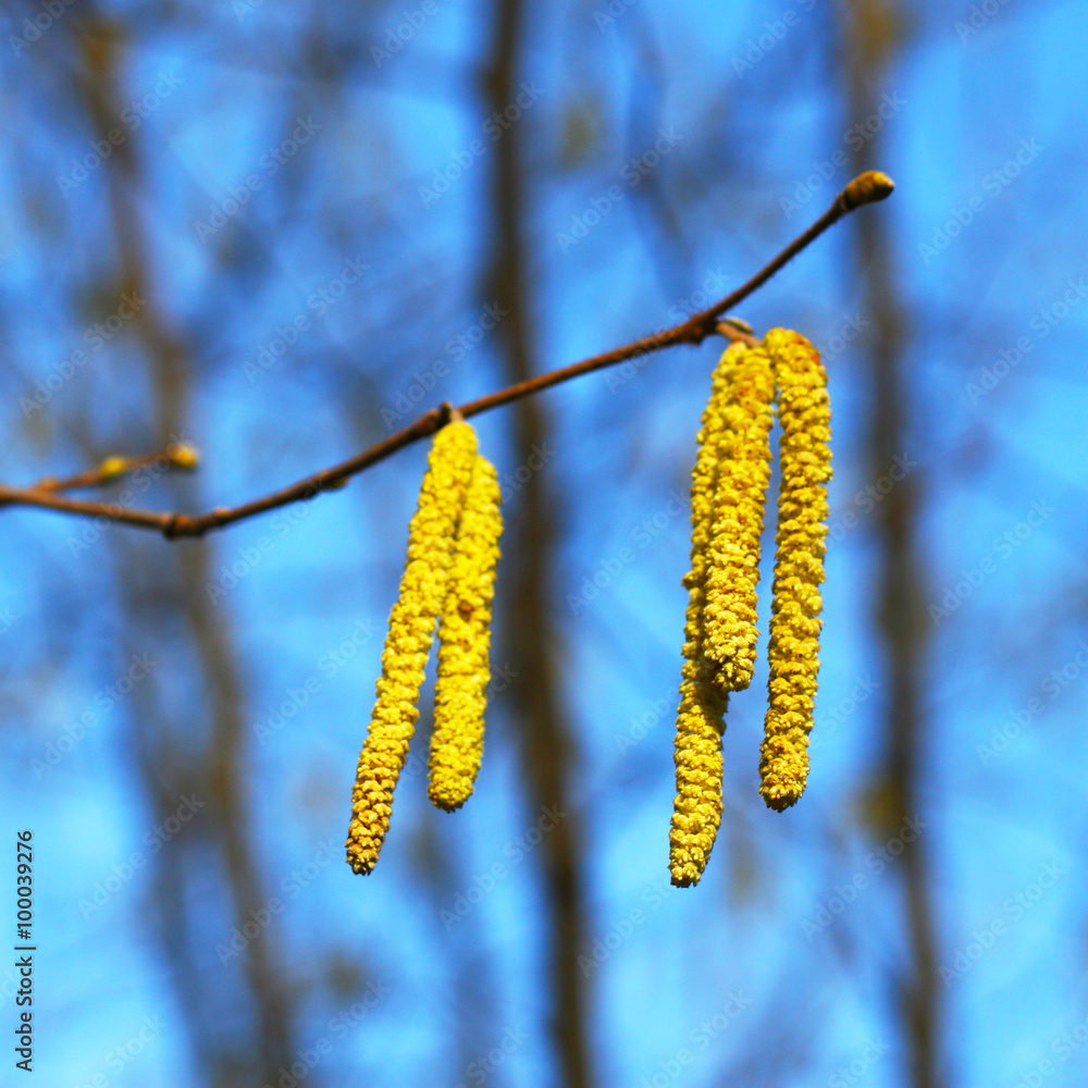 Winter und Frühjahr - Pollen, Pollenflug - blühende Haselnuss - Haselkätzchen, Belastung für Allergiker, Allergie durch Blütenpollen, Luftverschmutzung durch Pollenbelastung Winter und Frühjahr - Pollen, Pollenflug - blühende Haselnuss - Haselkätzchen, Belastung für Allergiker, Allergie durch Blütenpollen, Luftverschmutzung durch Pollenbelastung