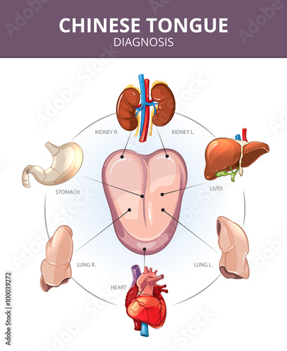 Chinese Tongue Diagnosis. Internal organs projections. Stomach and lung, liver and organ internal, heart and kidney illustration. Medical vector infographics