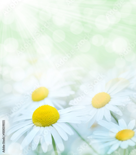 Fototapeta Naklejka Na Ścianę i Meble -  Summer gentle background with red blooming daisies