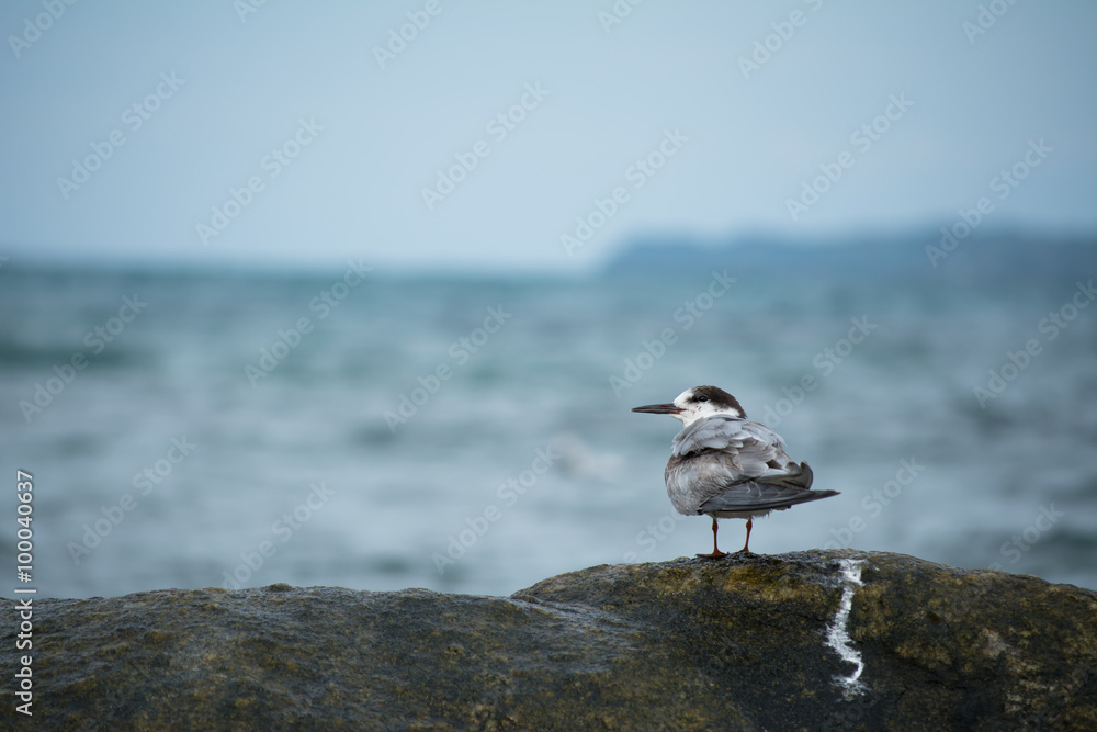 Una golondrina marina está parada en la piedra en la playa. Una golondrina marina está parada en la piedra en la playa.