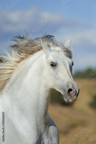 White andalusian stallion