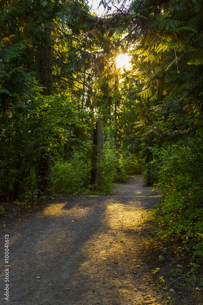 Fototapeta premium Scenic Trail Through The Forest