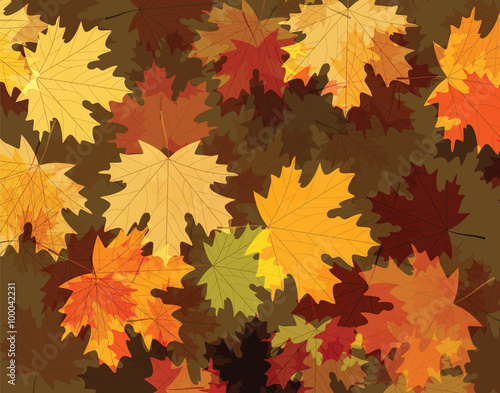 Autumn maple leaves. Vector