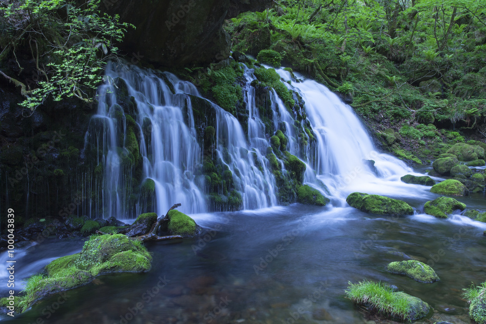 Obraz premium Stream in green forest