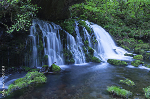 Stream in green forest
