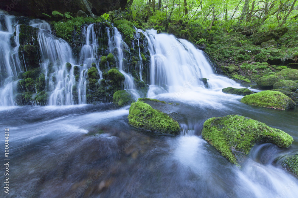 Fototapeta premium Stream in green forest