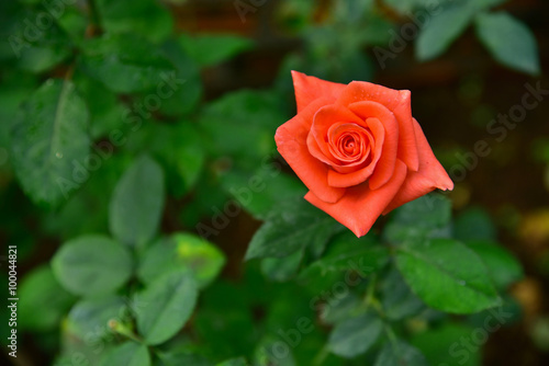 Thai rose