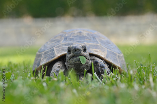 turtle isolated on white background