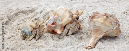 Hermit crabs on a beach of Socotra island