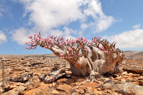 Bottle tree in bloom - adenium obesum - endemic tree of Socotra Island 