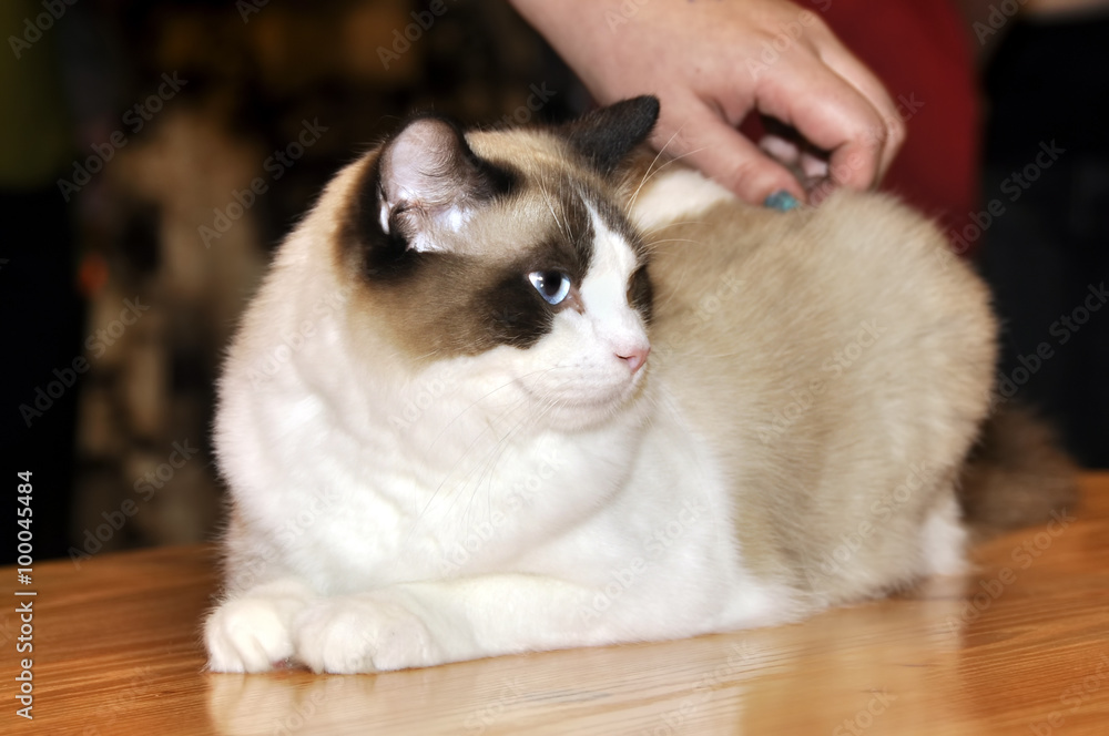 Bicolor ragdoll cat looking into the camera in exhibition Bicolor ragdoll cat looking into the camera in exhibition