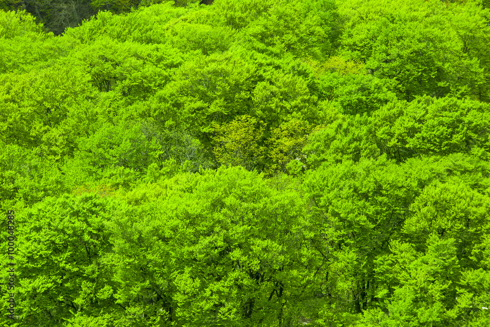 Green forest mountain Green forest mountain