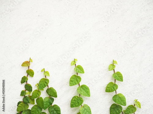 Leaves on white wall for background