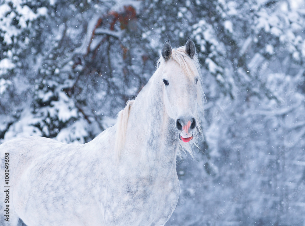 white fairytale horse with dapples posing in winter forest - obrazy, fototapety, plakaty 